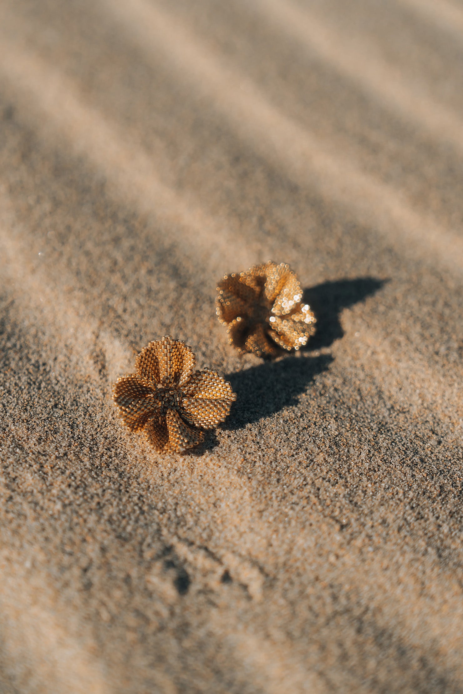 Two small brown flowers on sandy ground with soft focus