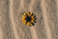 Sunflower Brooch