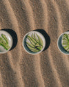Baja Flora Accent Plates, hand painted ceramic by Anne Sidora in Los Cabos