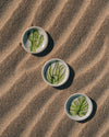 Baja Flora Accent Plates, hand painted ceramic by Anne Sidora in Los Cabos