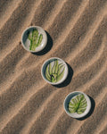 Cactus Accent Plate - Anne Sidora Unique Poetic gift boutique in Los Cabos