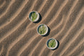 Cactus Accent Plate - Anne Sidora Unique Poetic gift boutique in Los Cabos