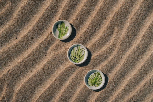 Cactus Accent Plate - Anne Sidora Unique Poetic gift boutique in Los Cabos